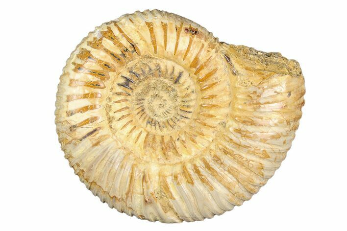 Polished Jurassic Ammonite (Perisphinctes) - Madagascar #256008